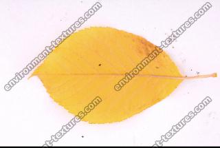 Photo Texture of Leaf 0067